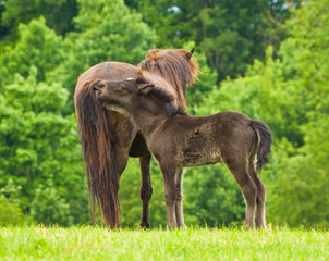 A cheeky small black brown foal is playing with it`s dark mother, pinching and jumping in front of...