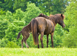 A cheeky small black brown foal is playing with it`s dark mother, pinching and jumping in front of a green meadow