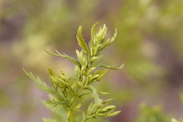 Leaves of an annual wormwood, Artemisia annua.