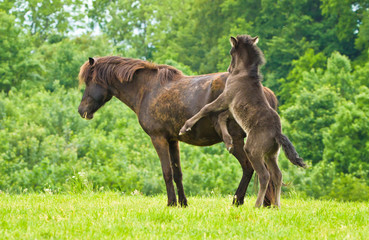 A cheeky small black brown foal is playing with it`s dark mother, pinching and jumping in front of a green meadow