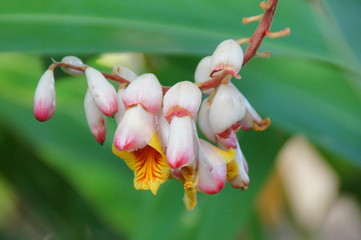exotic flower growing in a botanical garden on the Spanish island of Tenerife on a summer warm...