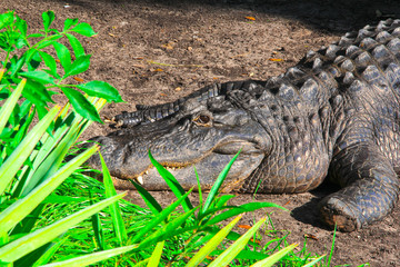 brown, green crocodile lies on the ground