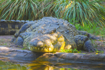 brown, green crocodile lies on the ground