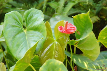 exotic flower growing in a botanical garden on the Spanish island of Tenerife on a summer warm...