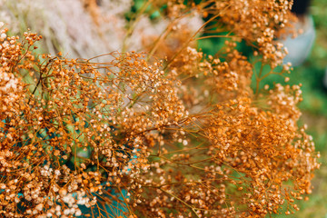 The wedding arch is decorated with small orange flowers of gypsophila. Wedding floristics.