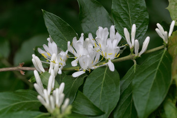 Flowers of an Amur honeysuckle, Lonicera maackii.