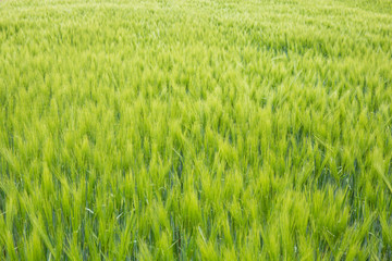 Barley field in sunset time. Barley grain is used for flour, barley bread, and animal fodder