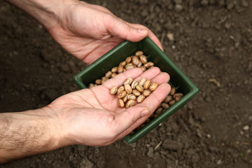 A man's hands plant brown beans in the ground. Planting beans.
