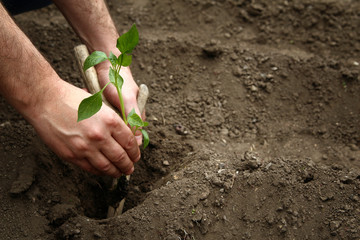 Man's hands planted a young plant of pepper in the ground. Planting pepper seedlings. Making a hole in the ground to plant paprika seedling