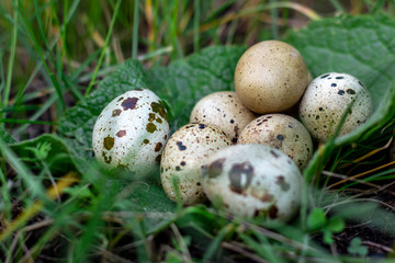Naklejka na ściany i meble quail eggs in green grass lie on a leaf, closeup