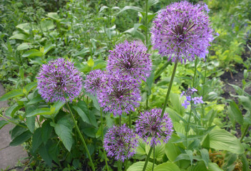 Lilac balls of allium flowers or decorative bow on the background of bright green plants in the garden.