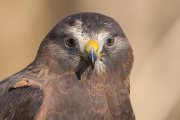 Swainson's Hawk