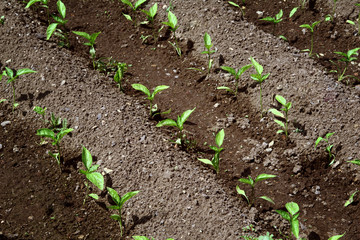 Young organic pepper seedlings grow in the ground. Pepper plants in the garden