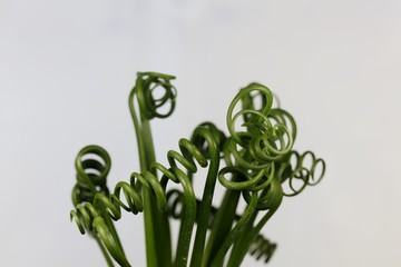 Leaves of a corkscrew albuca, Albuca spiralis