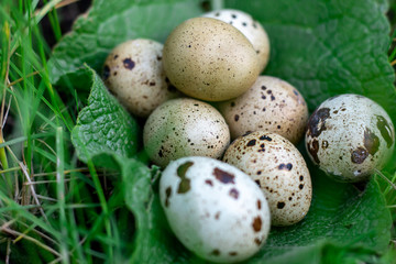 quail eggs in green grass lie on a leaf, closeup