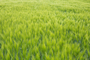 Barley field in sunset time. Barley grain is used for flour, barley bread, and animal fodder
