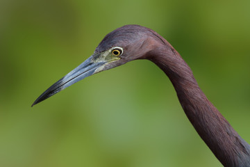 Little Blue Heron