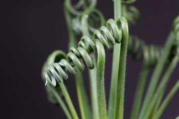 Leaves of a corkscrew albuca, Albuca spiralis