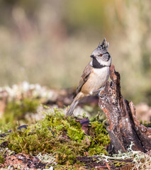 A crested tit