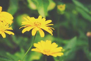 yellow flowers growing in the garden among green foliage background on a warm summer day in close-up