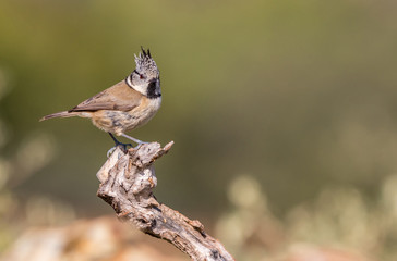 A crested tit