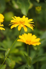 yellow flowers growing in the garden among green foliage background on a warm summer day in close-up