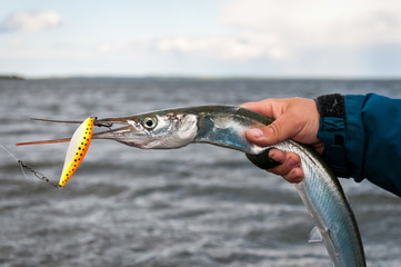 Garfish caught on the spining bait