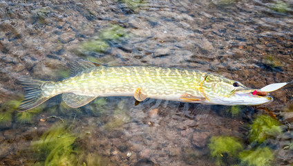 Fresh caught pike for spinning bait
