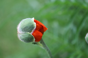 Mohnblume, Poppy
