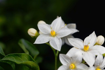 Naklejka na ściany i meble Flowers of a jasmine nightshade, Solanum laxum