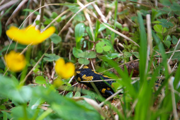 salamander hides behind a flower