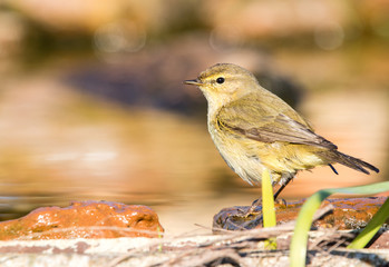 A chiffchaff