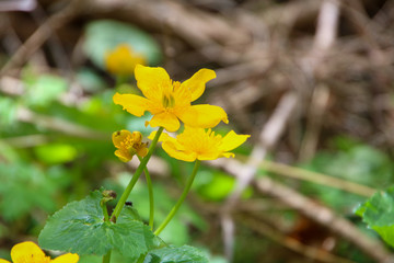 yellow spring flower in austria