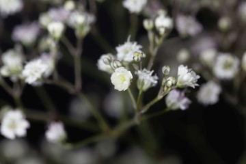 Macro photo of a common gypsophila flower, Gypsophila paniculata