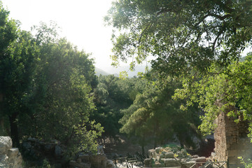 trees in the forest