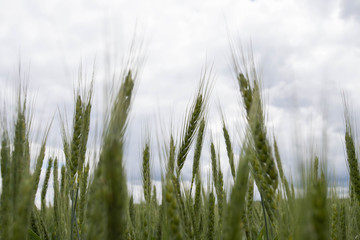 Green bread on the field