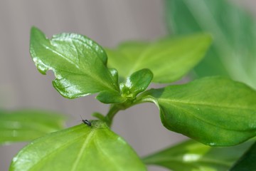 Leaves of a Mushroom plant, Rungia klossii