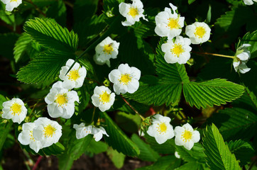 white strawberry flowers on a green clearing view from above