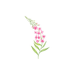 Wild flowers in watercolor
