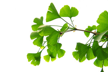 Ginkgo biloba green leaves on a tree. Ginkgo Biloba Tree Leaves on light sky.