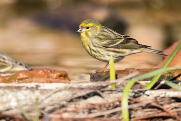 a male of serin