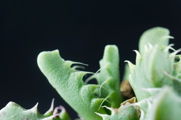 Leaves of the succulent plant Faucaria felina
