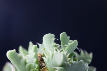 Leaves of the succulent plant Faucaria felina