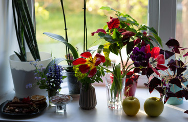 windowsill with home plants in pots and flowers in vase