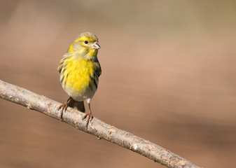 a male of serin