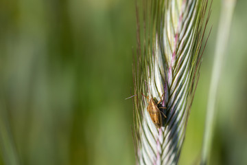 Worms in the rye fields