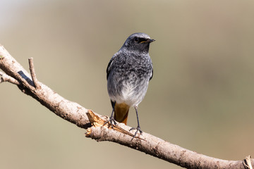 A male of black redstart