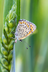 Large copper butterfly in the  wheat