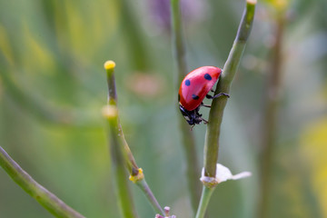 Ladybug walking on the plant