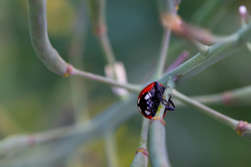 Ladybug walking on the plant